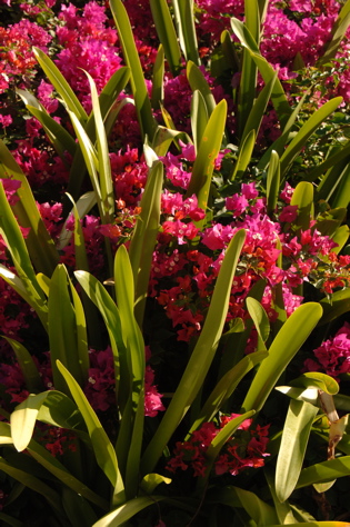 punta cana resort and club0040