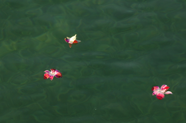 tryallchampagnegazebojamaica0472