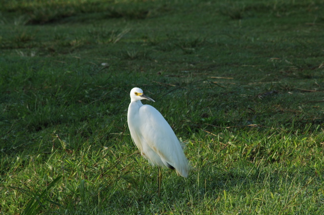 tryallclubjamaica0330