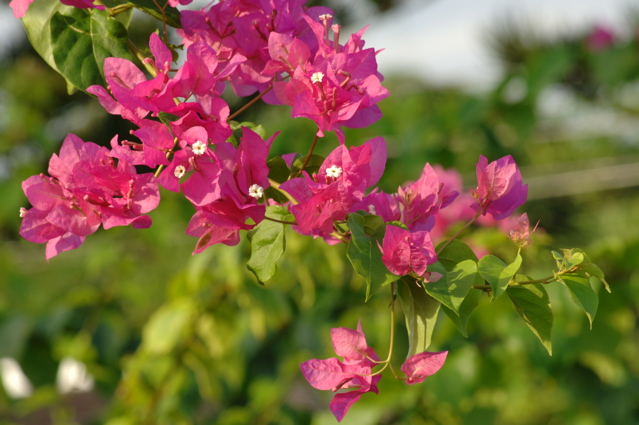 tryallclubjamaica0341