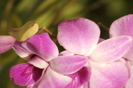orchids0345