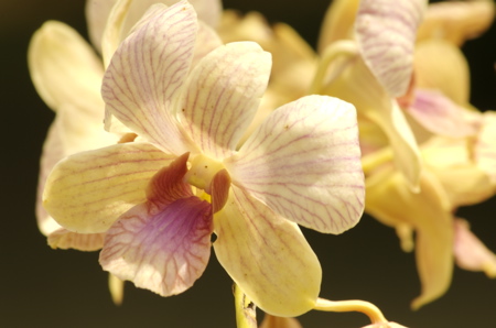 orchids0351