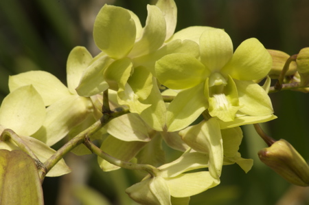 orchids0356