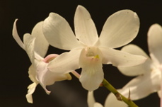 orchids0361