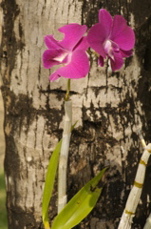 orchids0331