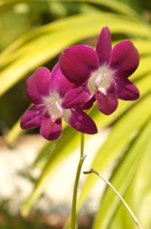 orchids0343