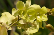 orchids0356