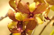 orchids0362