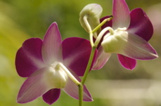 orchids0369